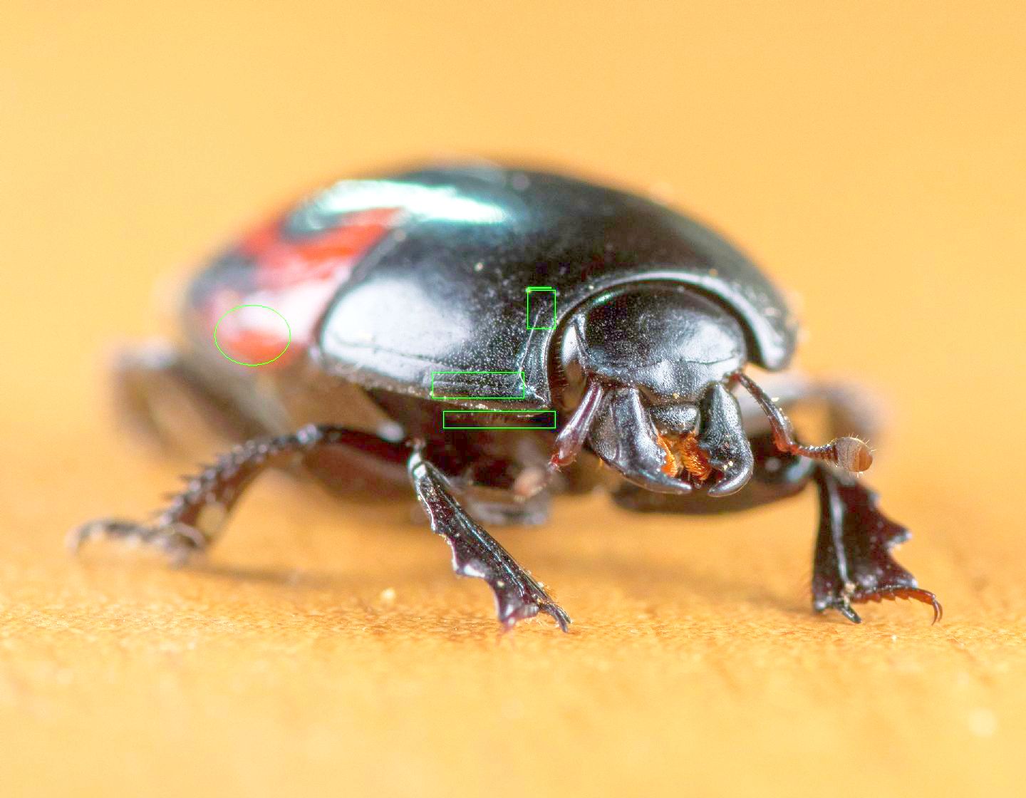 Histeridae - Hister quadrimaculatus